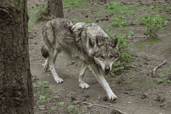El lobo gris, ancestro más probable de todas las razas caninas actuales